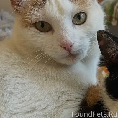 Пропала кошка, район магазина на Щепенках