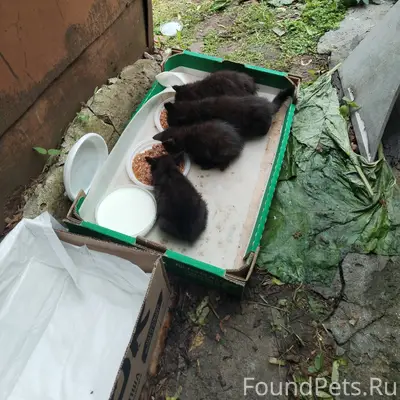 Найден котёнок, нуждается в доме