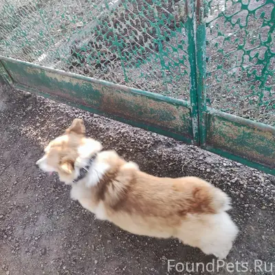 Пропал пёс, район кровельного центра