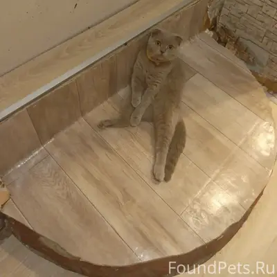 Пропала кошка, Мельбугор