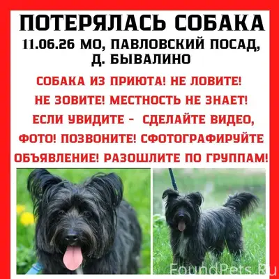 Пропала собака Дакота, Павловский Посад