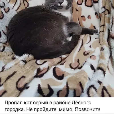 Пропал кот, серый, Лесной городок