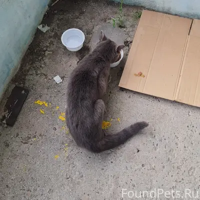 Найдена кошка, 4-я Пятилетка