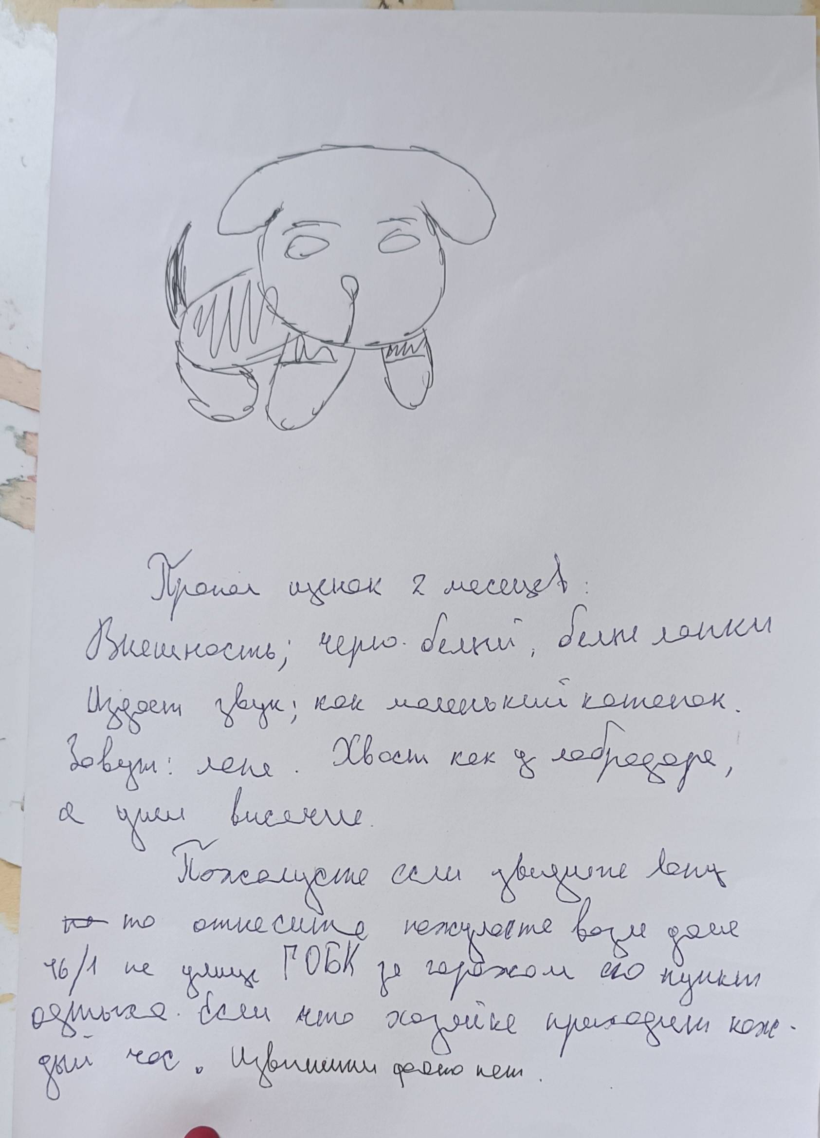 Пропала собака, Брест
