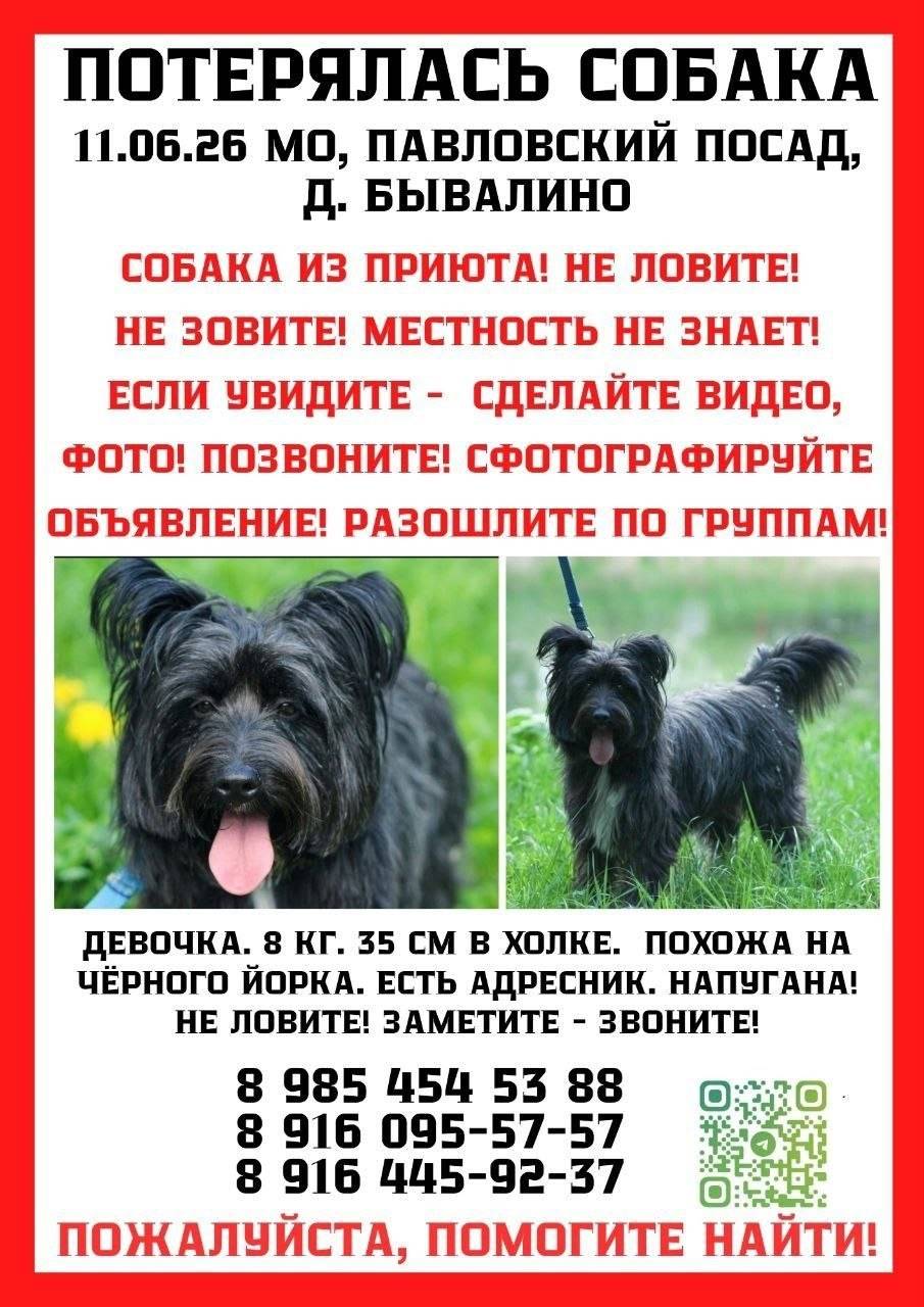 Пропала собака Дакота, сбежала с участка