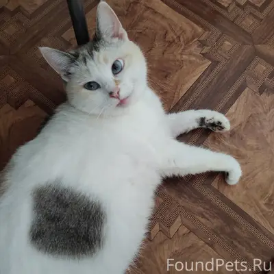 Пропала кошка Буся, Гогрес