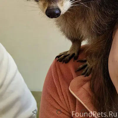 Пропал енот полоскун 