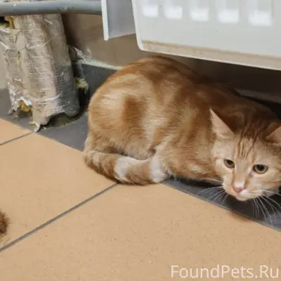 Найдена кошка, Вилеровский 6
