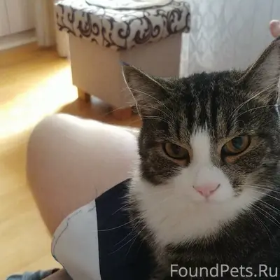 Пропал кот Марсик, Зелёный бор