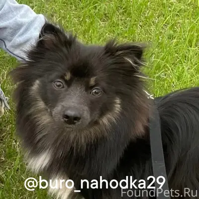 Пропала собака Джесси, Вологодская д 41 к 2