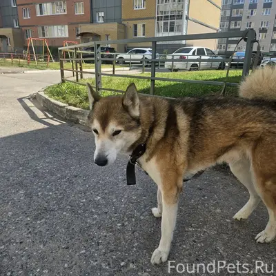 Найден кобель, ближнее заволжье