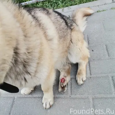 Пропал пёс, ЖК Цветной бульвар