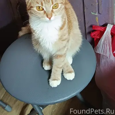 Пропала кошка, Молодёжная 2