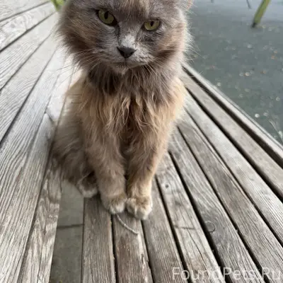 Найден кот, Ленинский парк