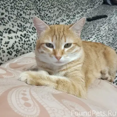 Пропала кошка Муся, у ветеринарки, Велетьма