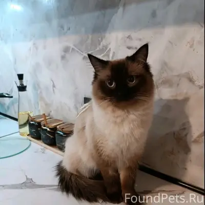 Пропала кошка, Казимировка