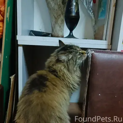 Найдена кошка, Гвардейская 19/1