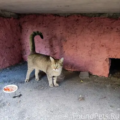 Найден кот с травмой лапы, г. Владимир