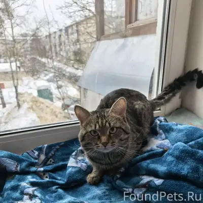 Пропал кот Айсик, Ступино