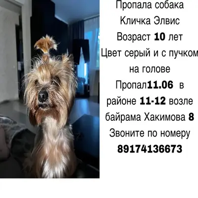 Пропала собака