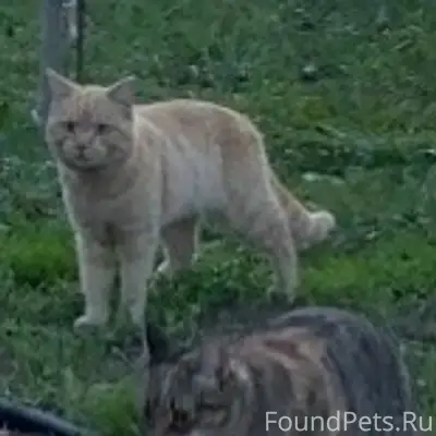 Найден рыжий кот, крупный