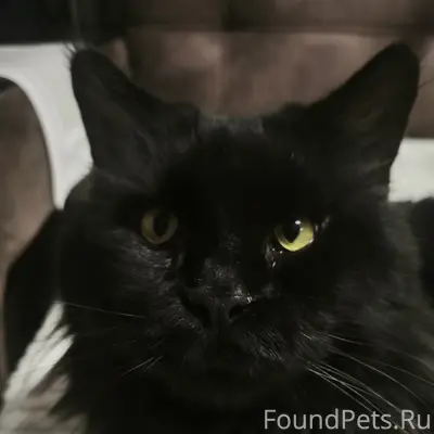 Пропал кот Барни
