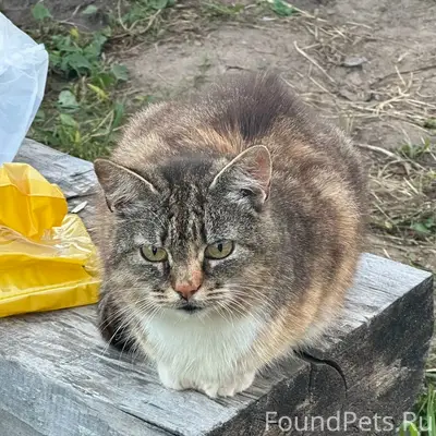 Найдена кошка, СНТ Красное Поле