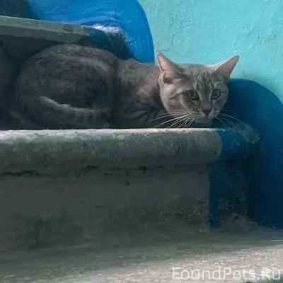 Найдена кошка, Энгельса 21