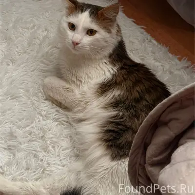 Пропал кот, Ветеранов 1