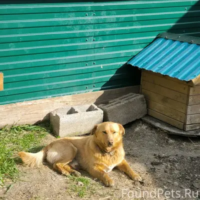 Пропала собака