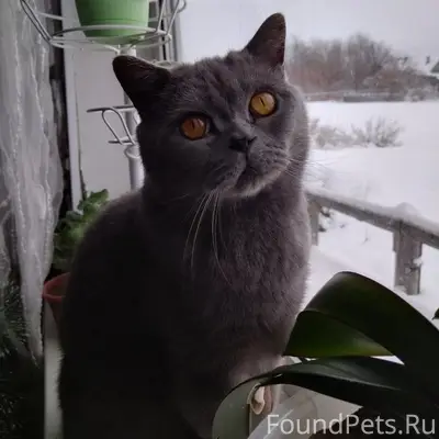 Пропал британец Кузя, район Филичи
