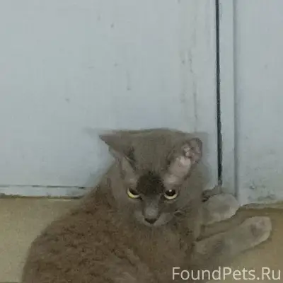 Найден кот, улица Военная