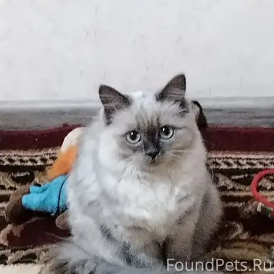 Пропала кошка Мая, Народная 31