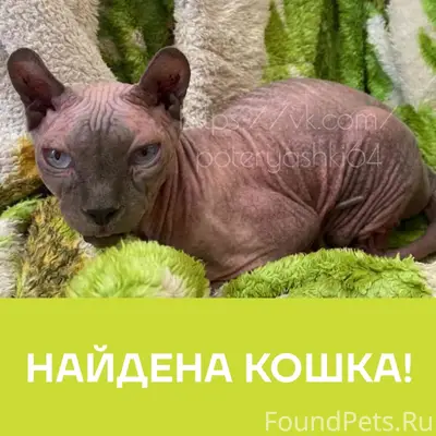 Найдена кошка Сфинкс, Саратов, ул. Зарубина