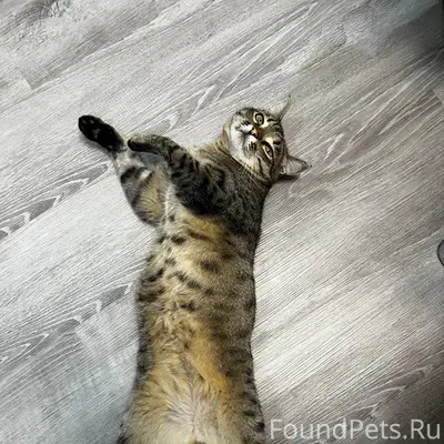 Пропал кот Маркус, п. Золото