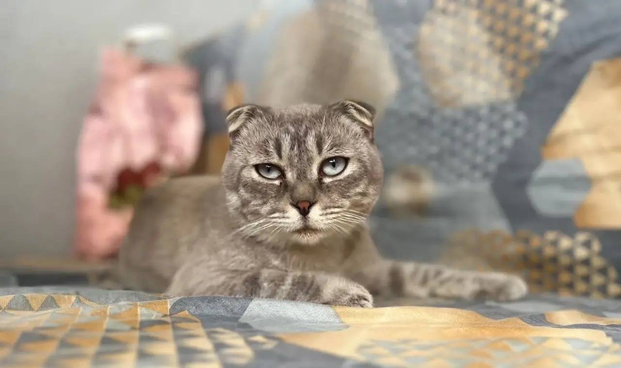 Пропал вислоухий кот Толик, ул. Им. Капитана Матросова