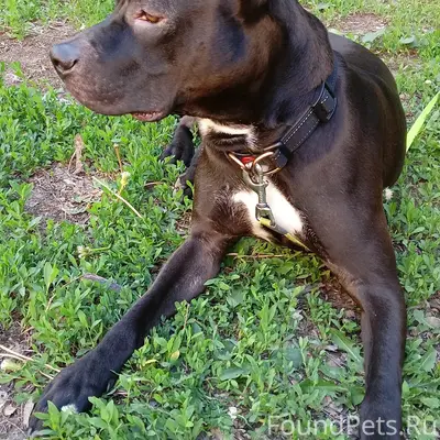 Пропал питбуль Бил, 15-я улица ТСН Шар