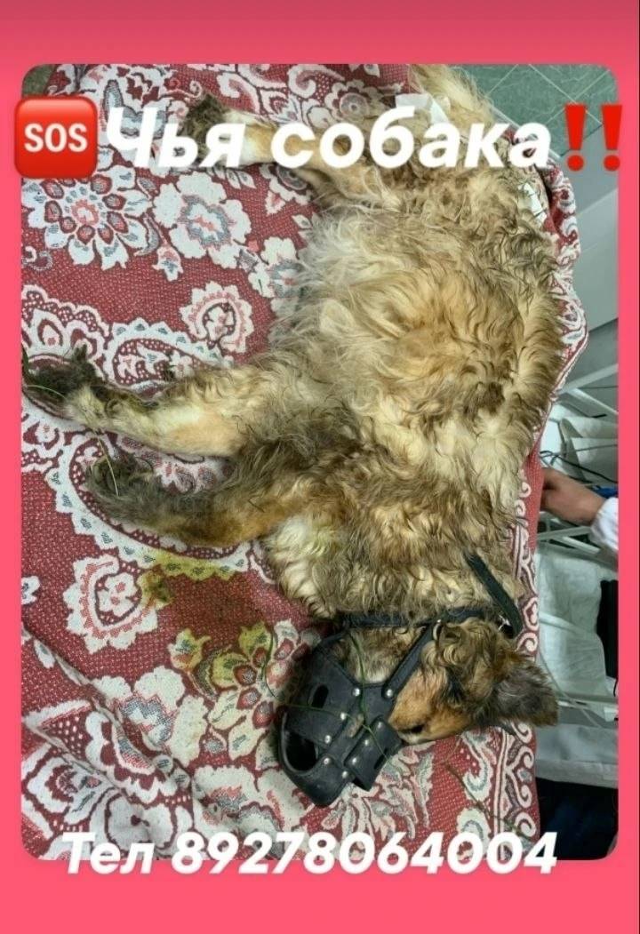 Найдена собака, Новоульяновск