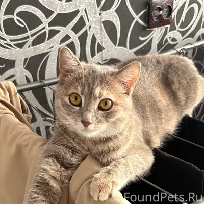 Пропала кошка Арина, 17мкр