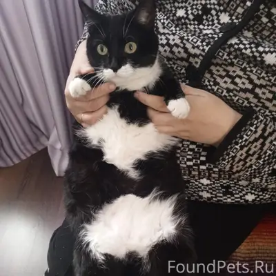 Пропала кошка Малышка, Кирова 87 е