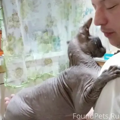 Пропал кот Самсон, ул. Юбилейная