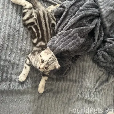 Пропал вислоухий котёнок Кокс, Ростовская, 102