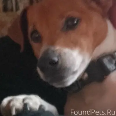 Пропал Джек Рассел Майло