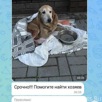 Найден кобель, г. Бор