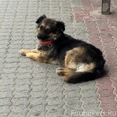 Пропала собака, площадь Ленина