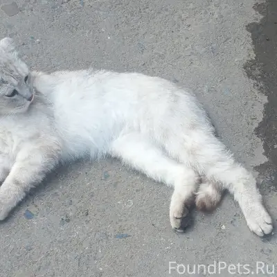 Найден шотландский кот, серебристый окрас