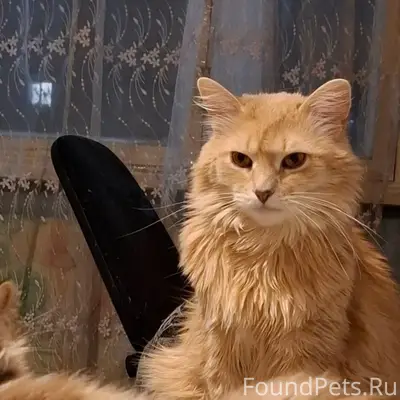 Пропал кот Персик, Новое Савёлово
