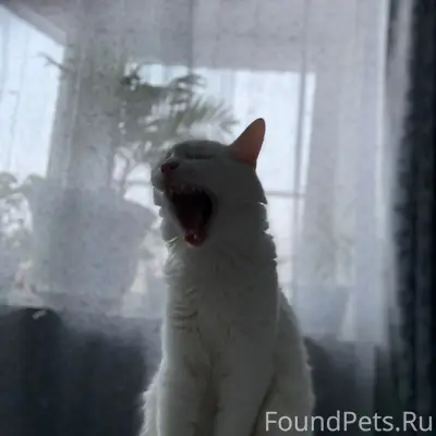 Пропал кот, Октябрьская