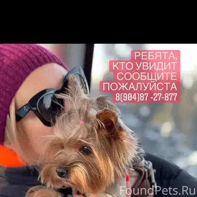 Пропала йоркширская терьер Шери, район Шевченко 8