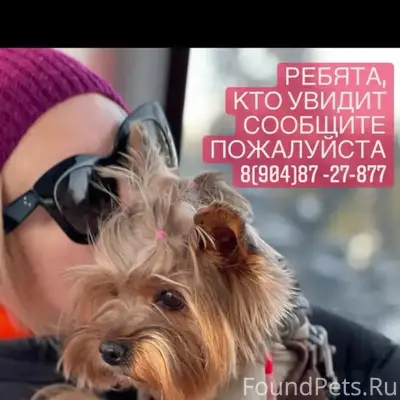 Пропала йоркширская терьер Шери, район Шевченко